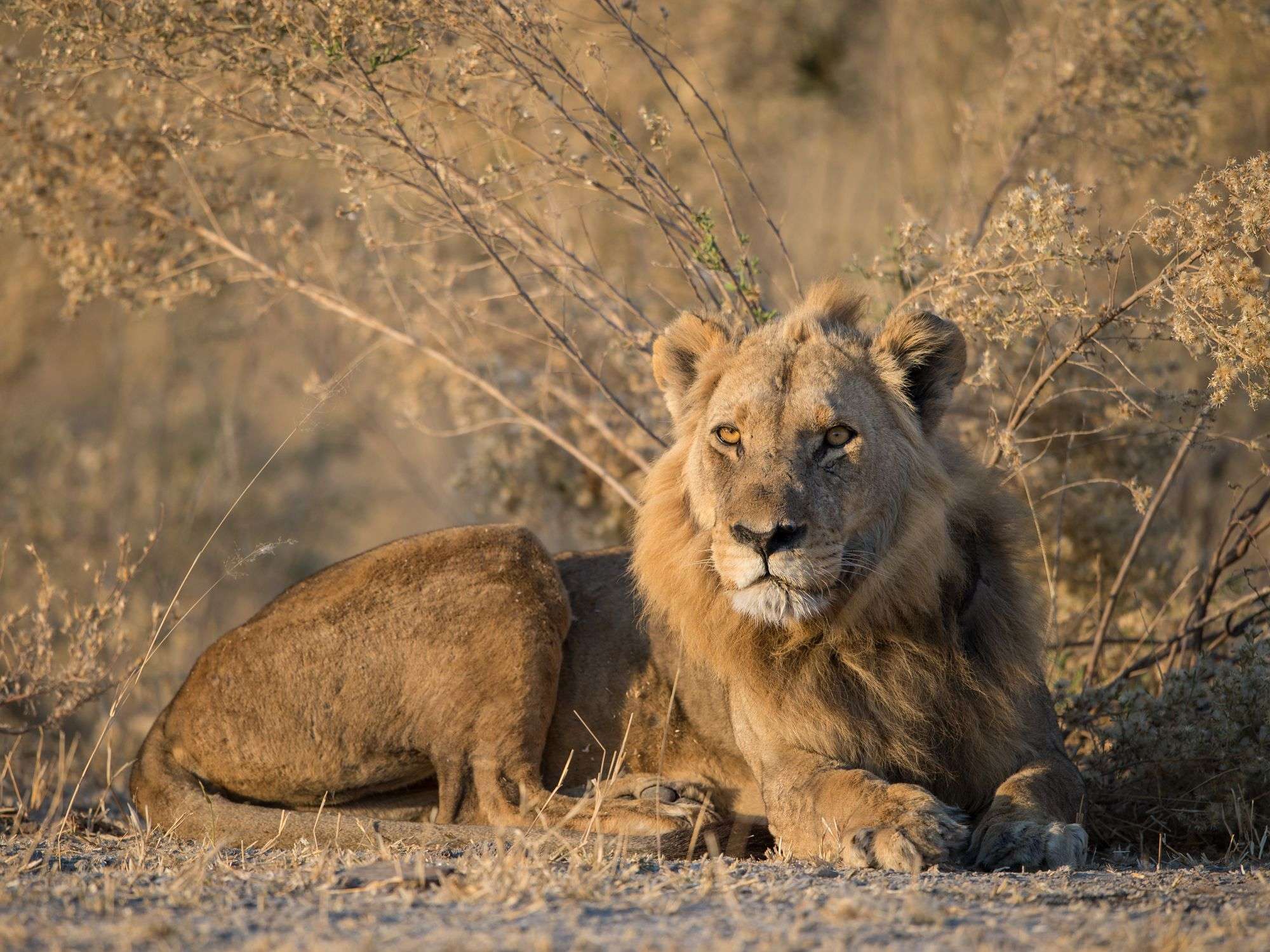 1 Day Moremi Wildlife Reserve Experience Botswana